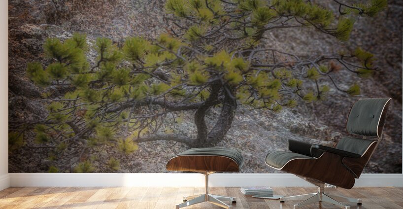 Solitary Pine on Granite: A Snapshot of Sylvan Lakes Tranquility Wall Murals