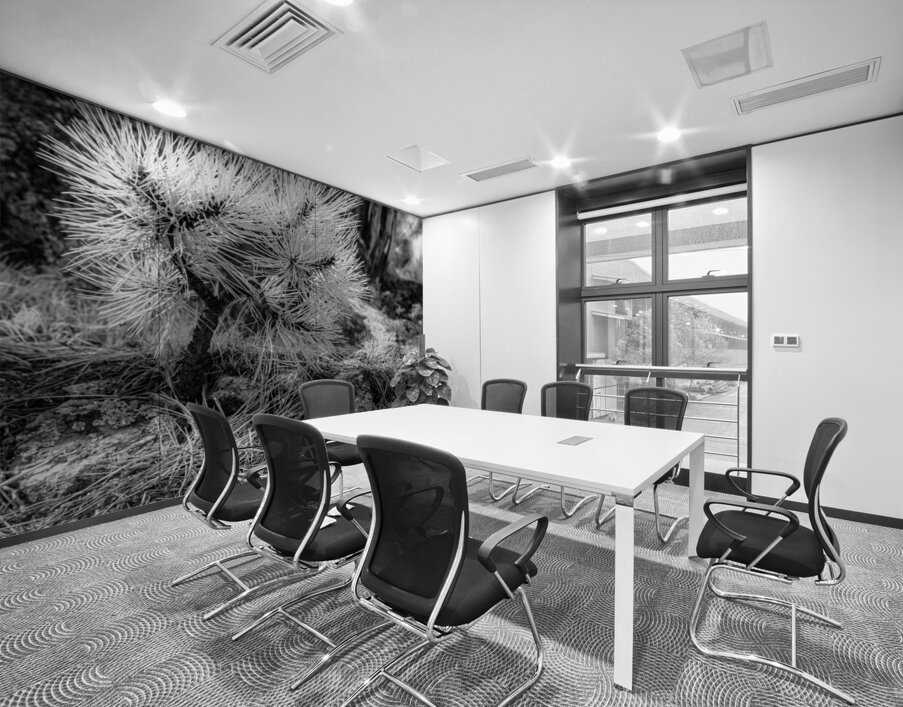 Exploring Sylvan Lake: A Baby Pine Wall Printing