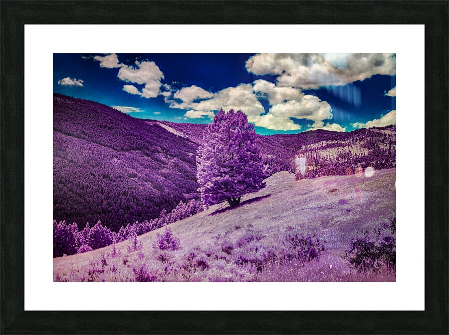 Enchanted Purple Haven: Marysville Montana  Framed Print Print