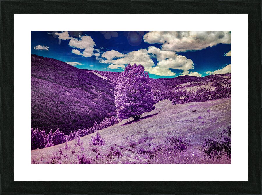 Enchanted Purple Haven: Marysville Montana  Framed Print Print