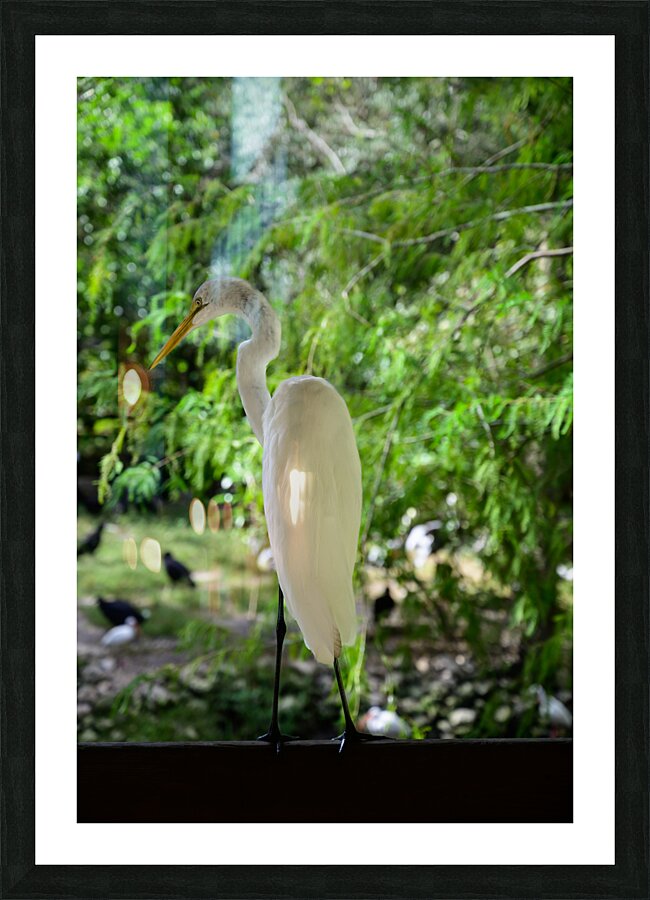 Winged Wonders: A Birdwatchers Delight in Florida  Framed Print Print