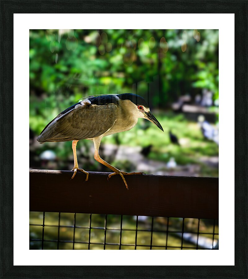 Flight of Discovery: Birdwatching Adventures in Homosassa  Framed Print Print