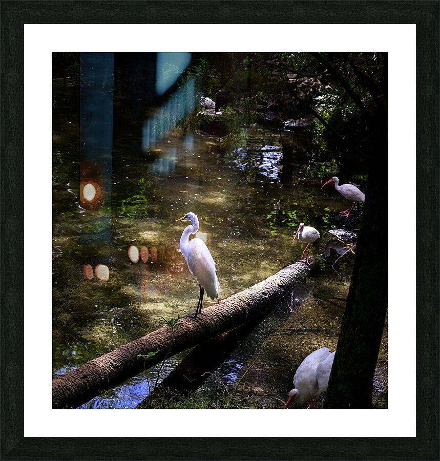 Avian Oasis: A Day Among Floridas Birds  Framed Print Print