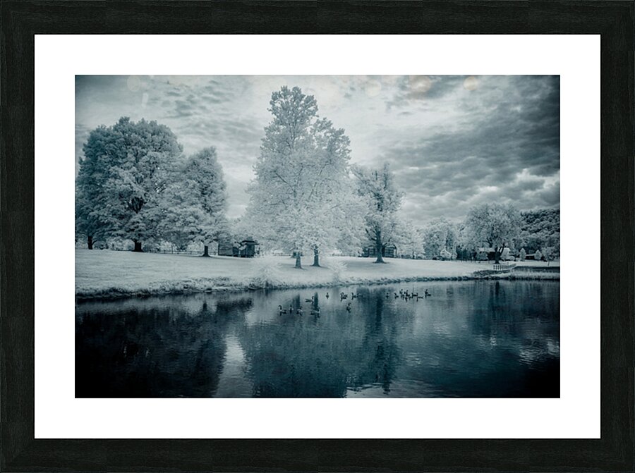 Silent Sentinels: Stonewalls Childhood Trees Picture Frame print