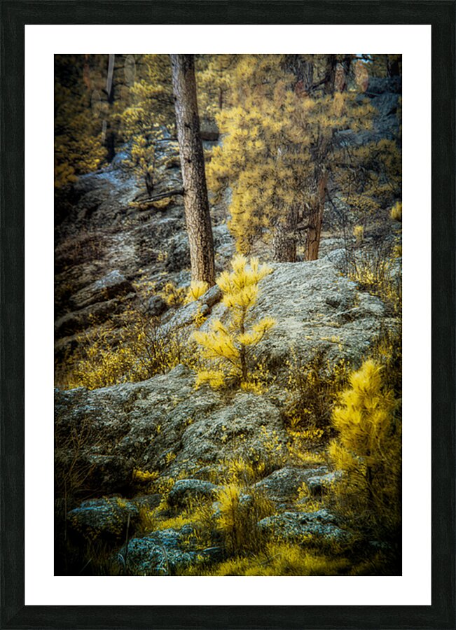 Solitude Amidst Serenity: The Lone Pine Tree by the Lake Picture Frame print