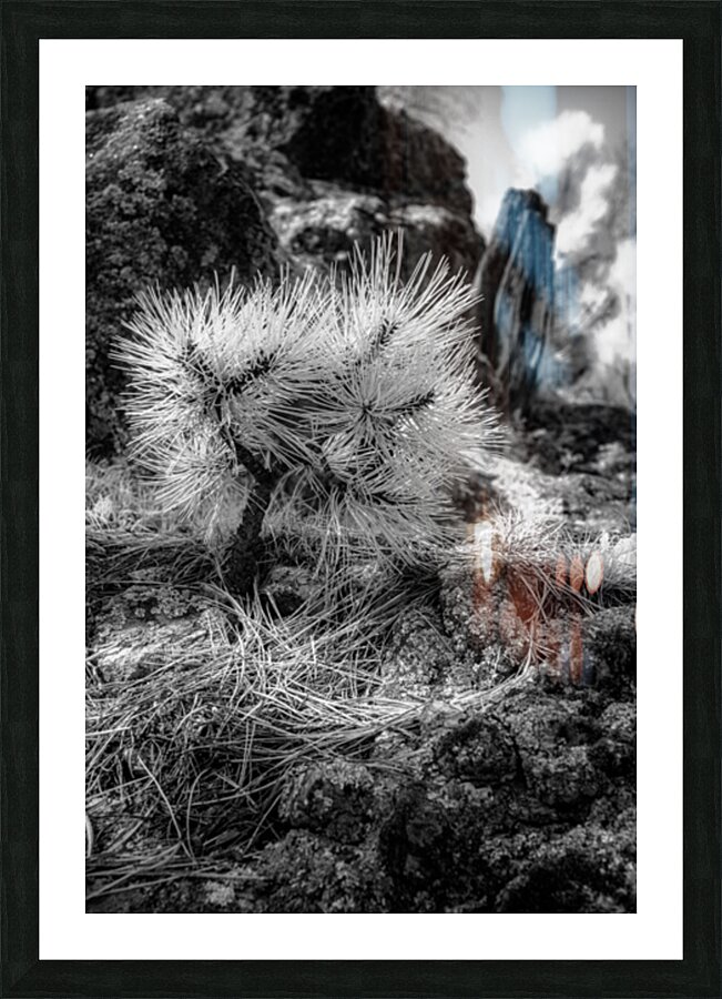 Exploring Sylvan Lake: A Baby Pine Picture Frame print