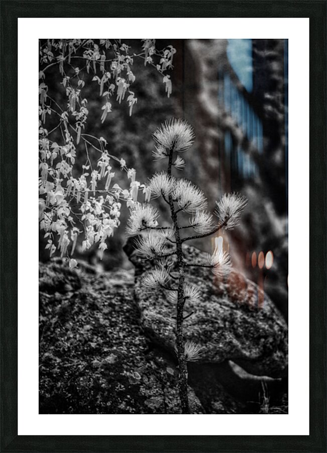 Exploring Sylvan Lake: A Magical Encounter with a Tiny Pine Picture Frame print