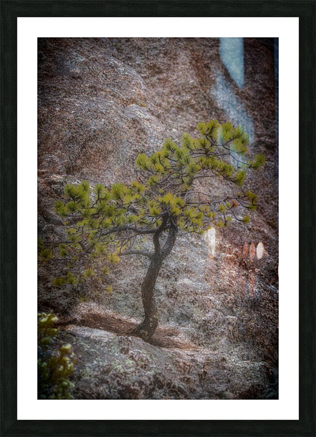 Solitary Pine on Granite: A Snapshot of Sylvan Lakes Tranquilit Picture Frame print