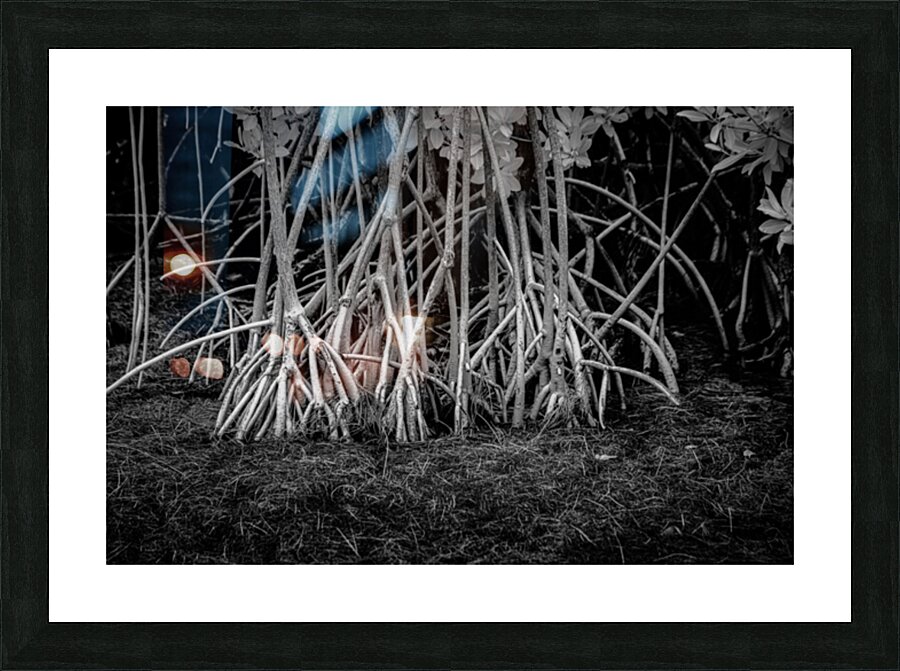 Enchanting Mangrove Tapestry: A Dance of Light and Shadows Impression et Cadre photo