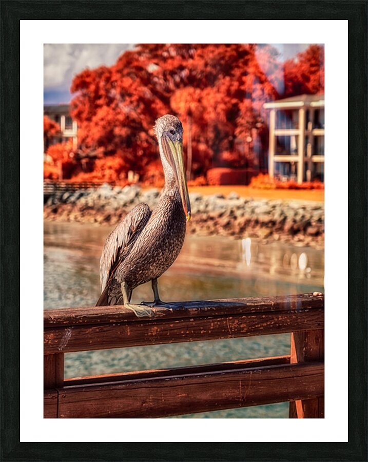 Pier Perch: A Quest for the Majestic Pelican at Saint Simons Isl Picture Frame print