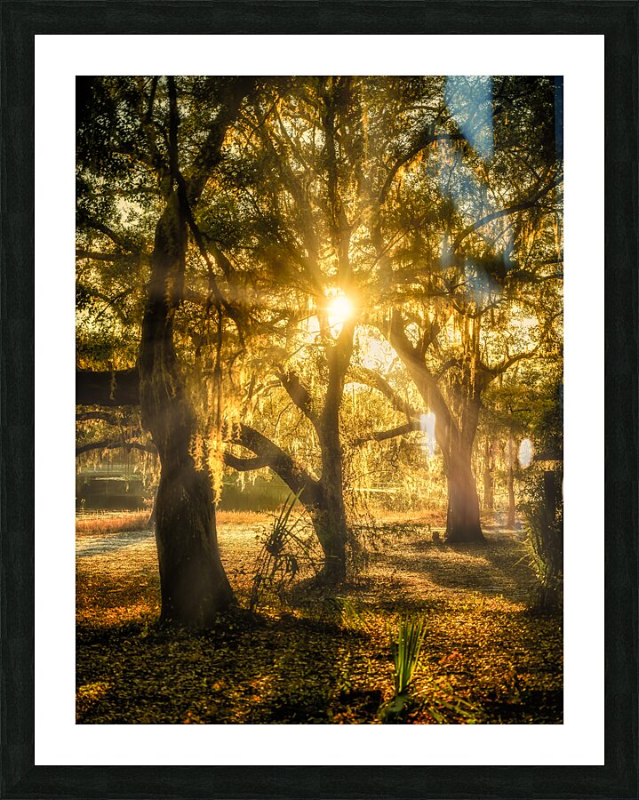 Golden Oak Light Picture Frame print