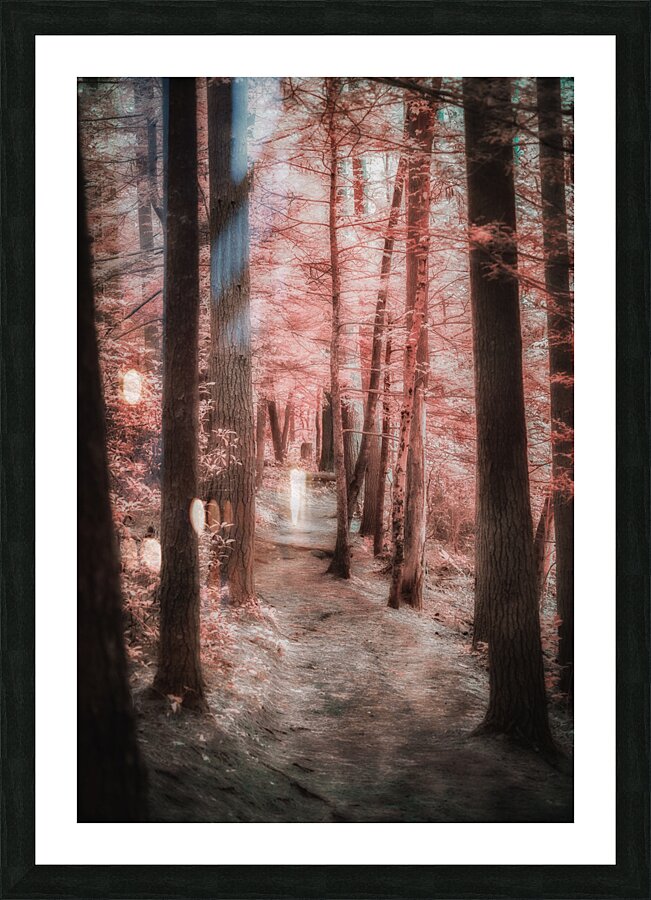 Mystical Forest Walk Impression et Cadre photo