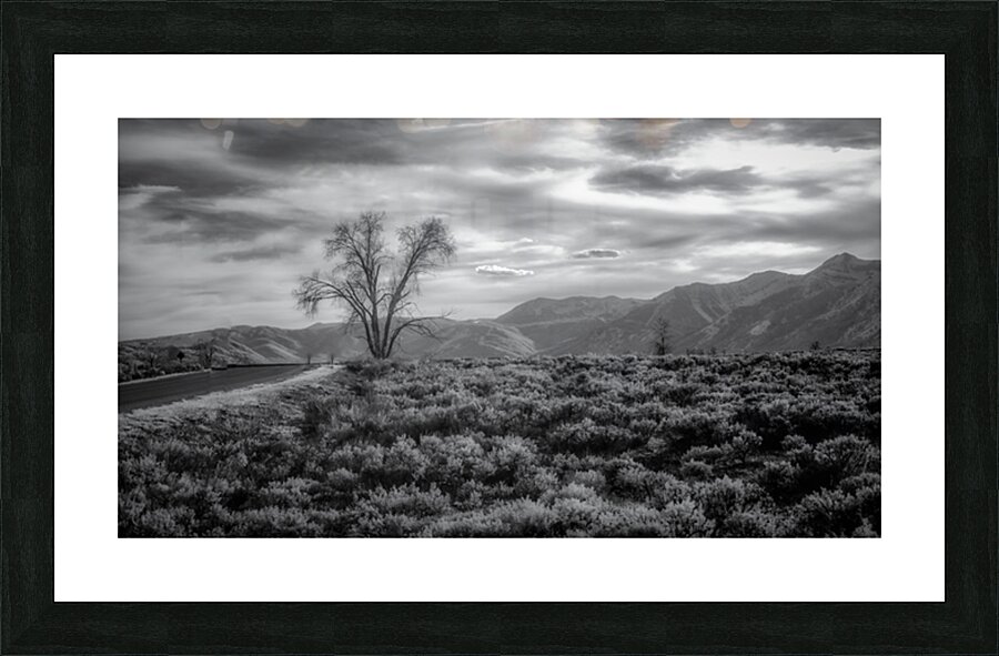 Sage and Solitude Picture Frame print