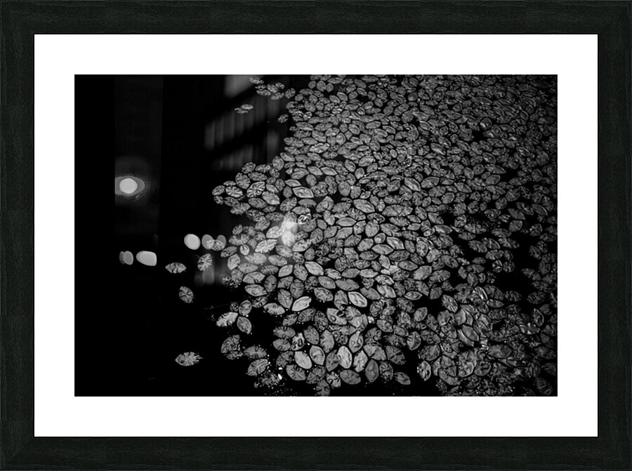 Lily Pad Dance Picture Frame print