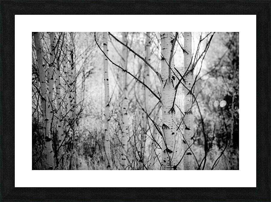Contrasts in Woodland Quiet Picture Frame print