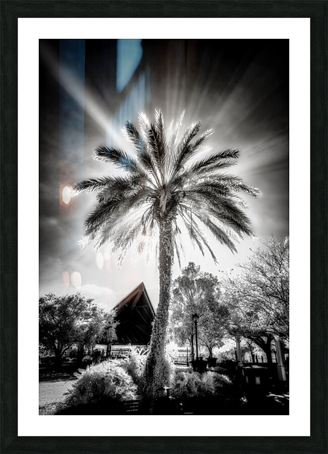 Halo of Fronds Picture Frame print