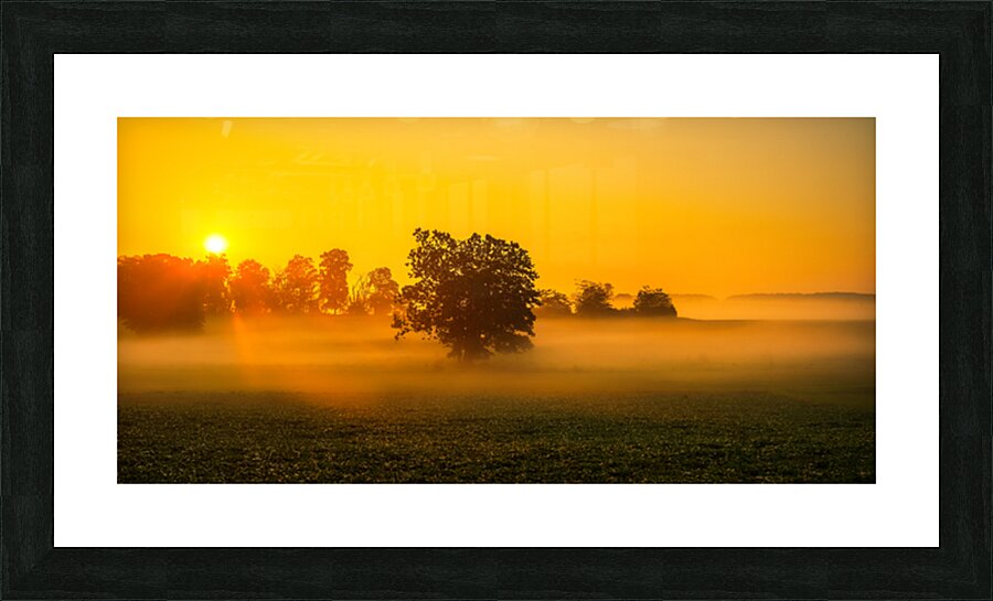 Dawns Embrace: Misty Tree in Gettysburg Picture Frame print
