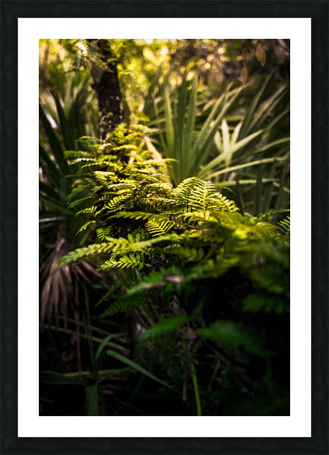 Emerald Awakening: Ferns in the Morning Light Picture Frame print