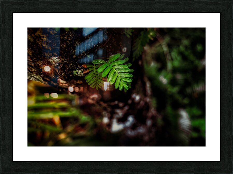 Solitary Spirit: Fern’s Embrace Picture Frame print