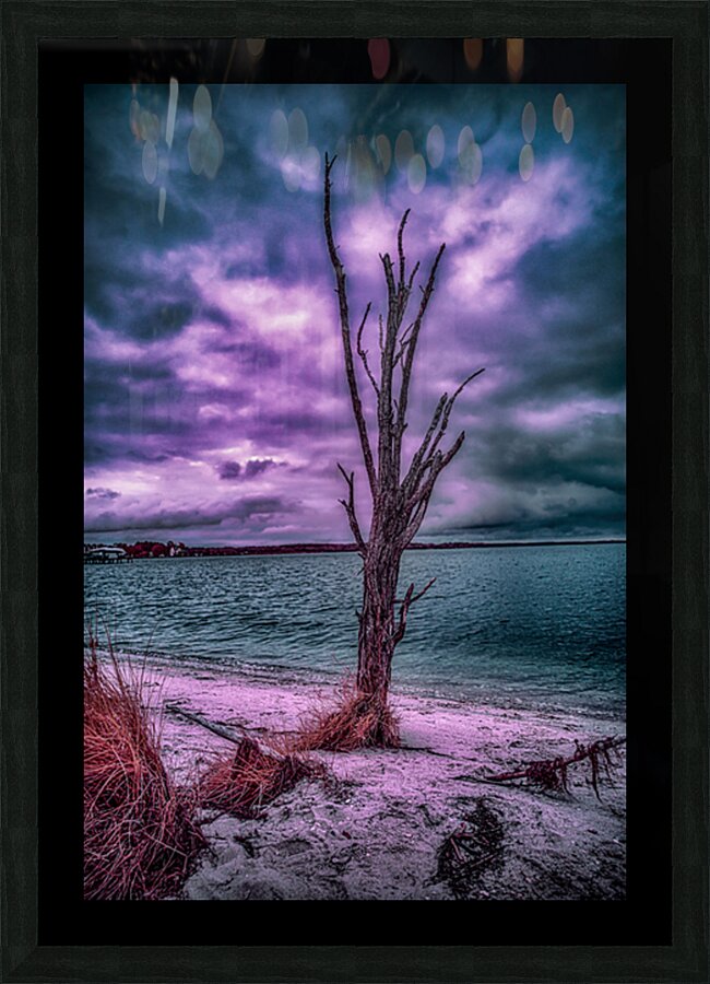 Mystical Resilience: Patuxent Rivers Purple Infrared Tree in a Storm Picture Frame print