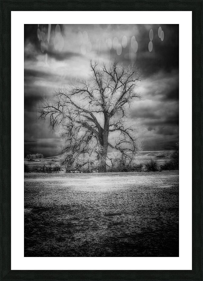 Sentinel of Solitude: Capturing Fort Laramies Majestic Lone Tree Picture Frame print