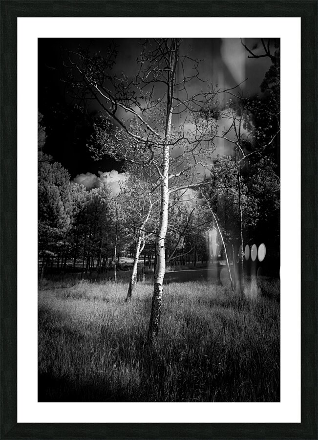 Ansel Aspen Reverie: Capturing the Spirit in Infrared  Framed Print Print