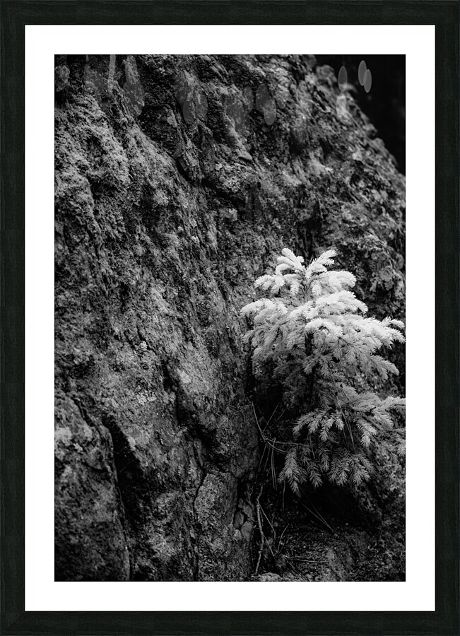 Small Pine on a Rock Picture Frame print