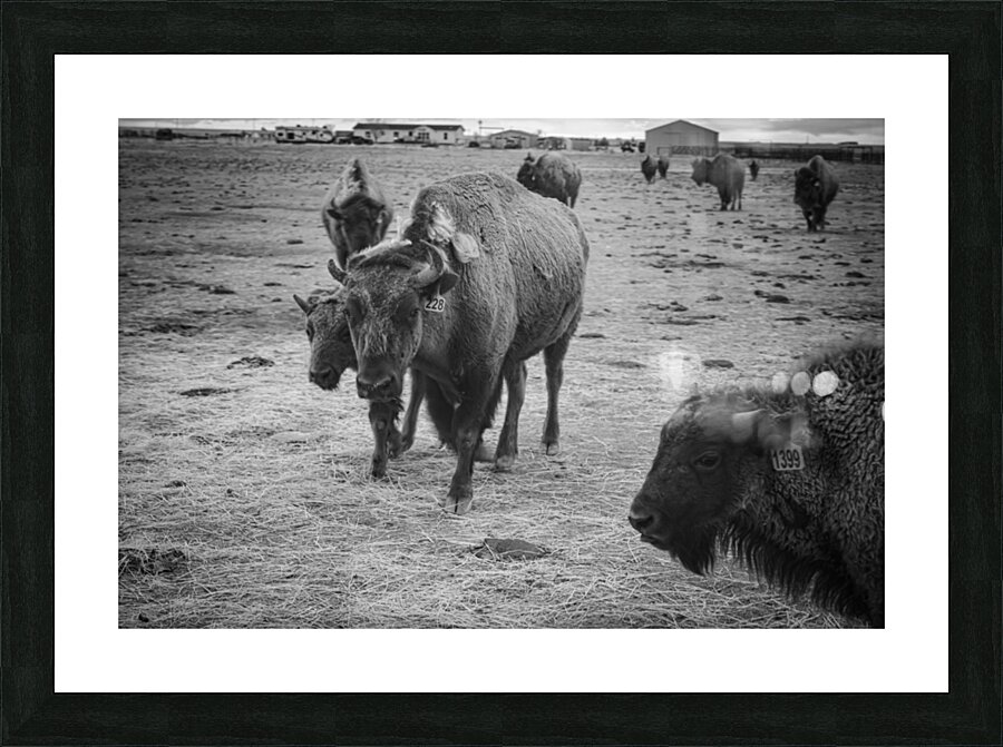Bison Momma Picture Frame print