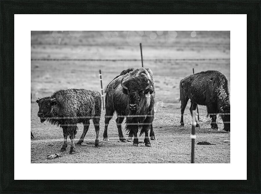 Wild Essence Captured Picture Frame print