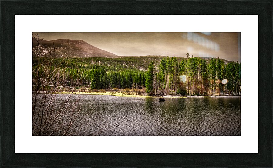 Majestic Moose at Sprague Lake: Sprague Lake  Framed Print Print