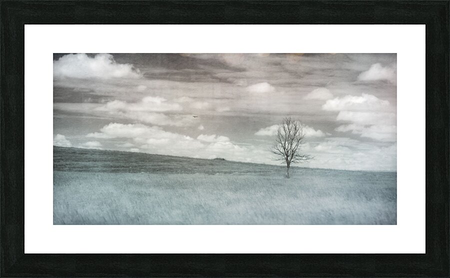 Nebraska Lone Tree - 2  Framed Print Print