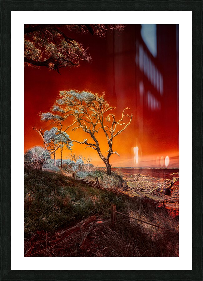 Ruby Bonsai: A Botanical Marvel Unveiled on Driftwood Beach  Framed Print Print