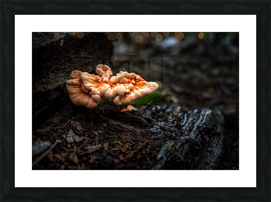 Delaware Fungi: A Lighted Shroom in the Mystical Forest  Framed Print Print