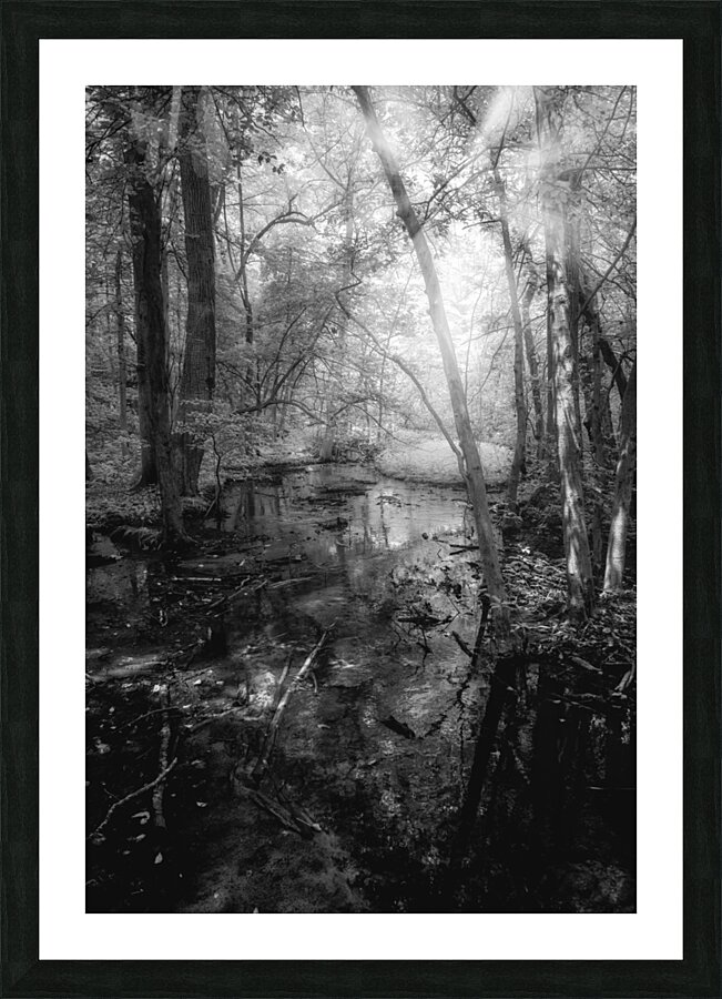 Killens Swamp Picture Frame print