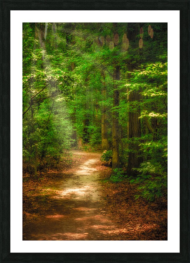 Solitary Trails: Rays on a Path at Killens Pond State Park Picture Frame print