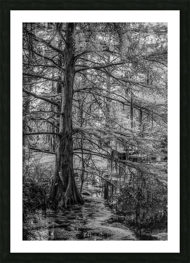 Louisiana Cypress  Framed Print Print