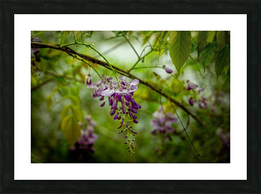 Purple Flowers Hanging Down  Framed Print Print