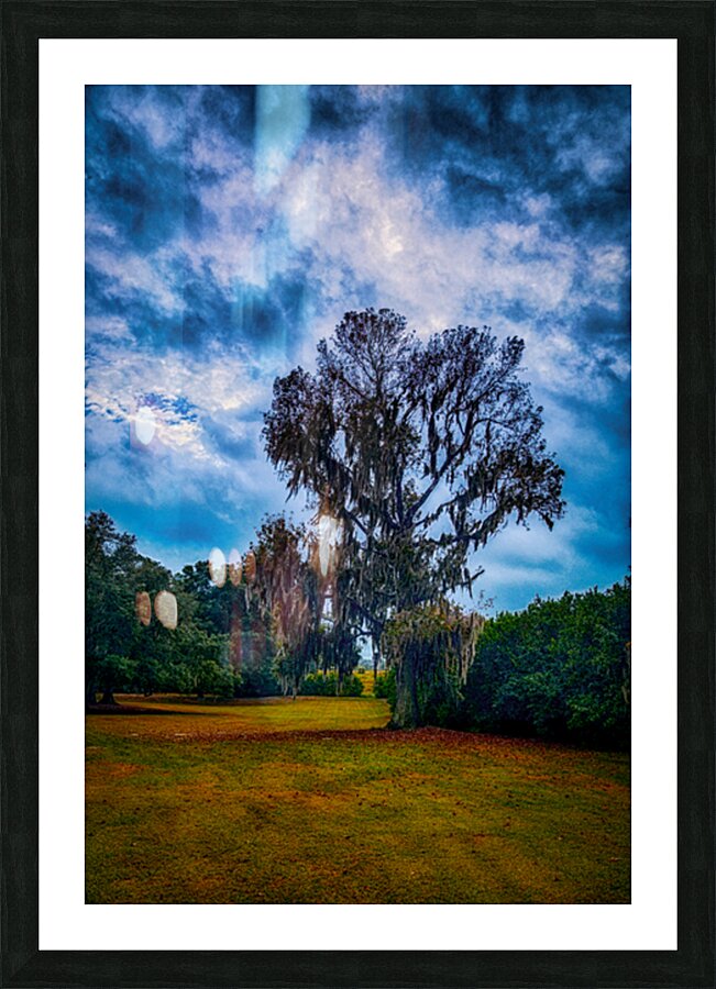Southern Oak Storm Dance Picture Frame print