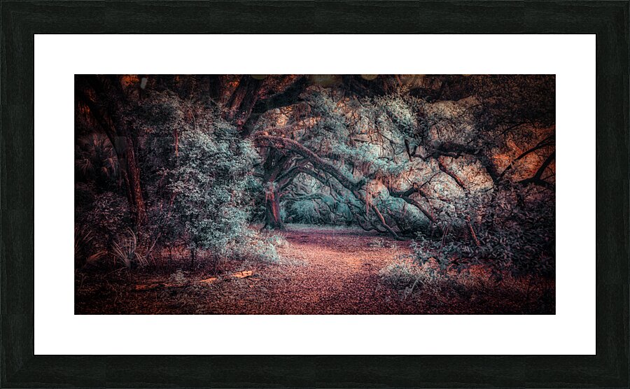 Solitary Trails: Oak Hangover  Framed Print Print