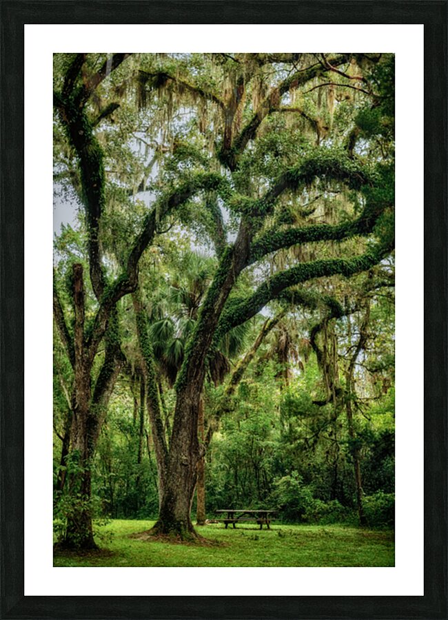 Unexpected Charms: Yuhlee Sugar Plantations Tranquil Oak Haven in Florida Picture Frame print