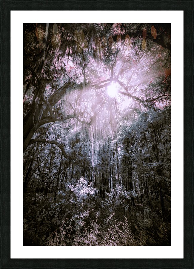 Spooky Trees Picture Frame print