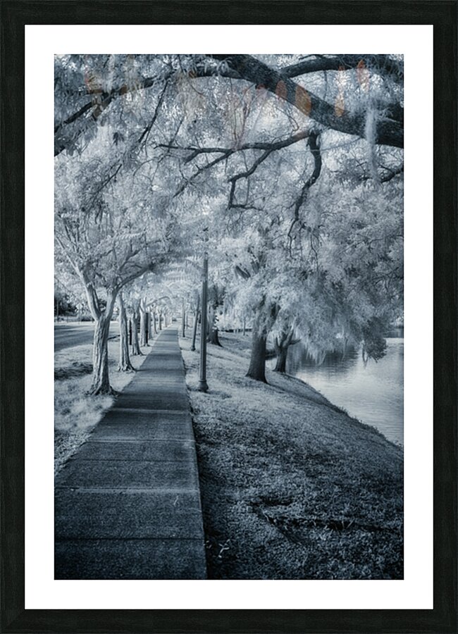 Spanish Moss Promenade Picture Frame print