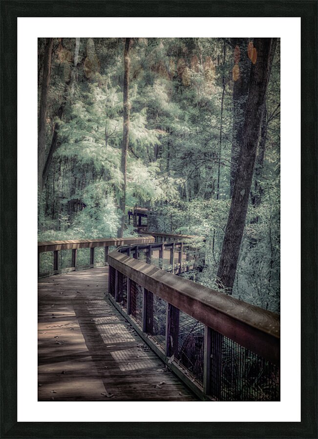 Forests Winding Welcome Picture Frame print