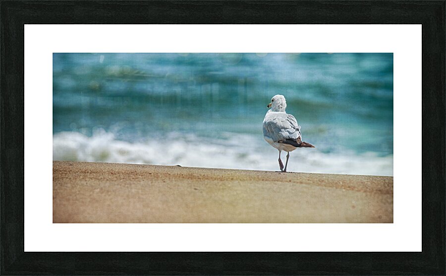 A Walk on the Beach: Capturing Serenity with a Seagull on Virginia Beach  Framed Print Print