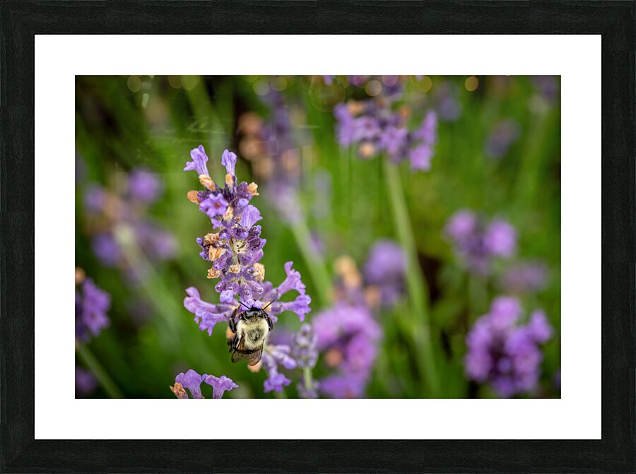 Happy Bee  Framed Print Print