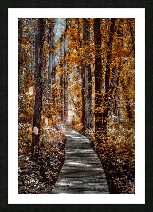 Golden Swamp Walk Impression et Cadre photo