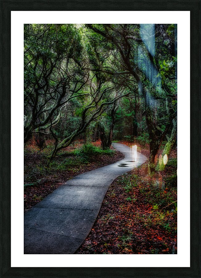 Solitary Trails: Melancholy Path Picture Frame print