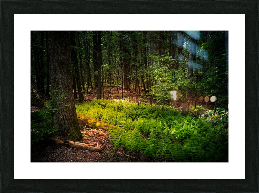 Fern Light Picture Frame print