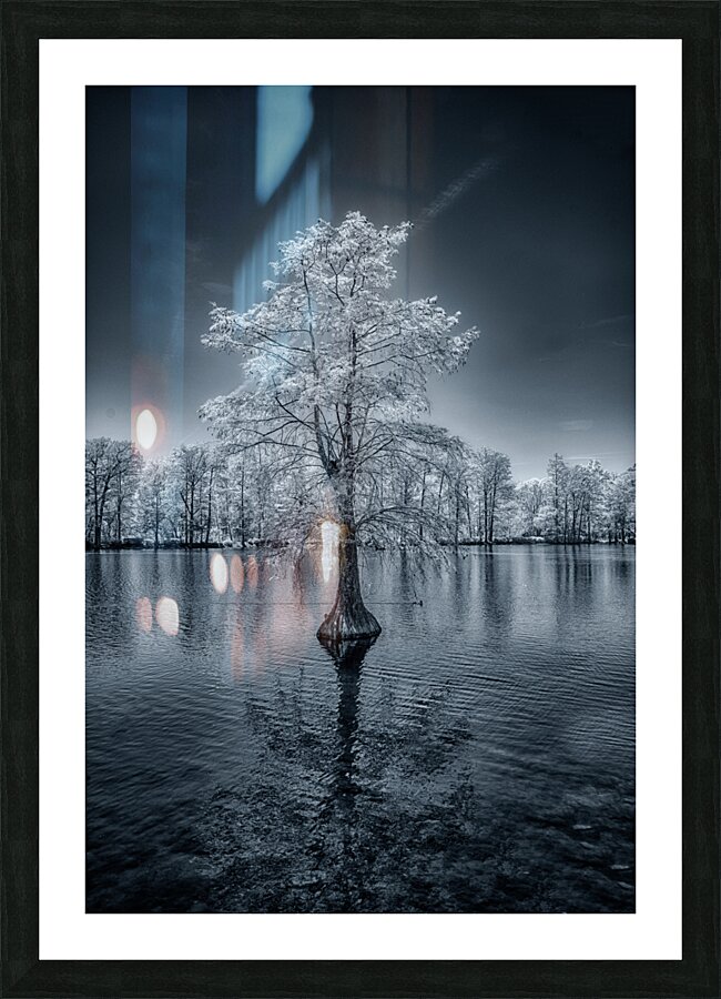Whispers of Winter in Spring: Lone Sentinel  Framed Print Print