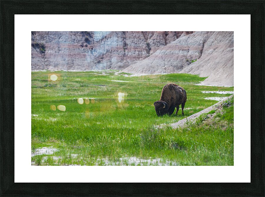Bison Beauty: Solitary Serenity Picture Frame print